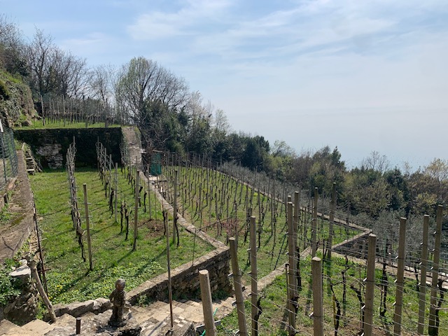 Al momento stai visualizzando Vigneto in zona Santa Croce Mare